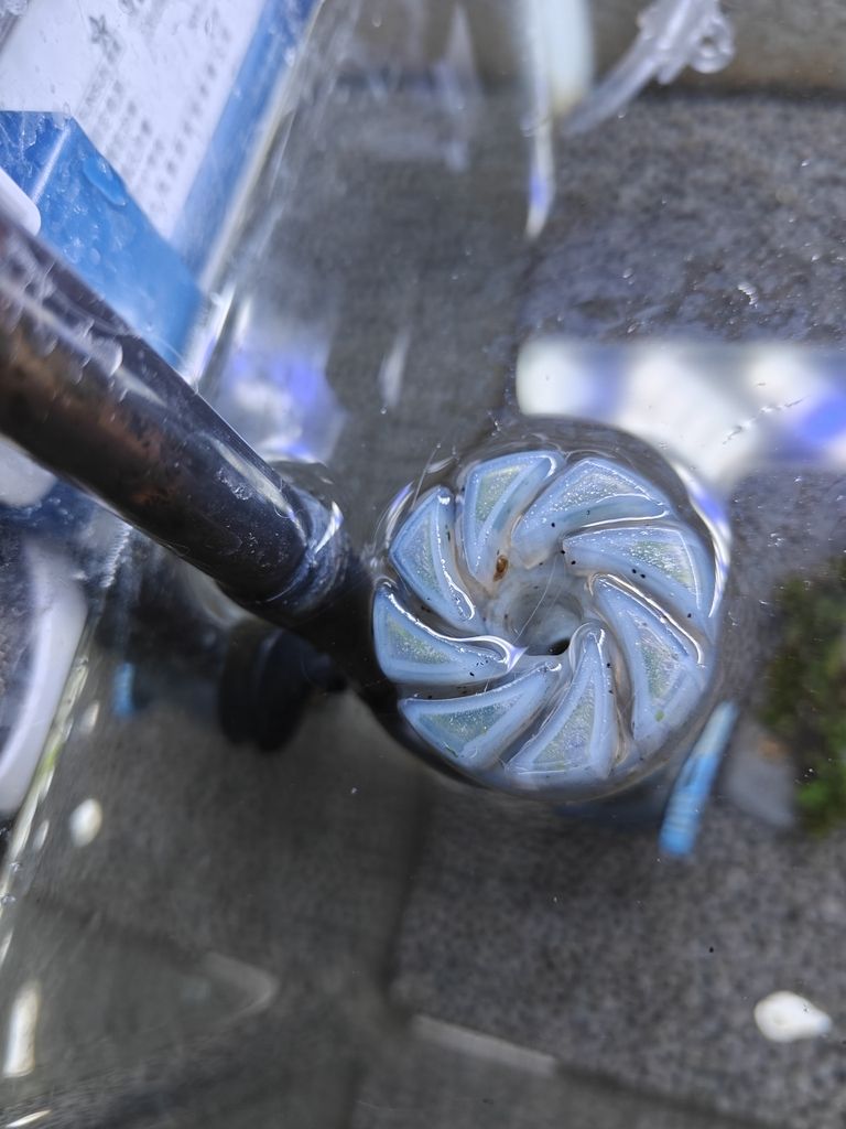 請問這些是螺產的卵嗎？ 請問這些是螺產的卵嗎？ 龍魚論壇 第2張