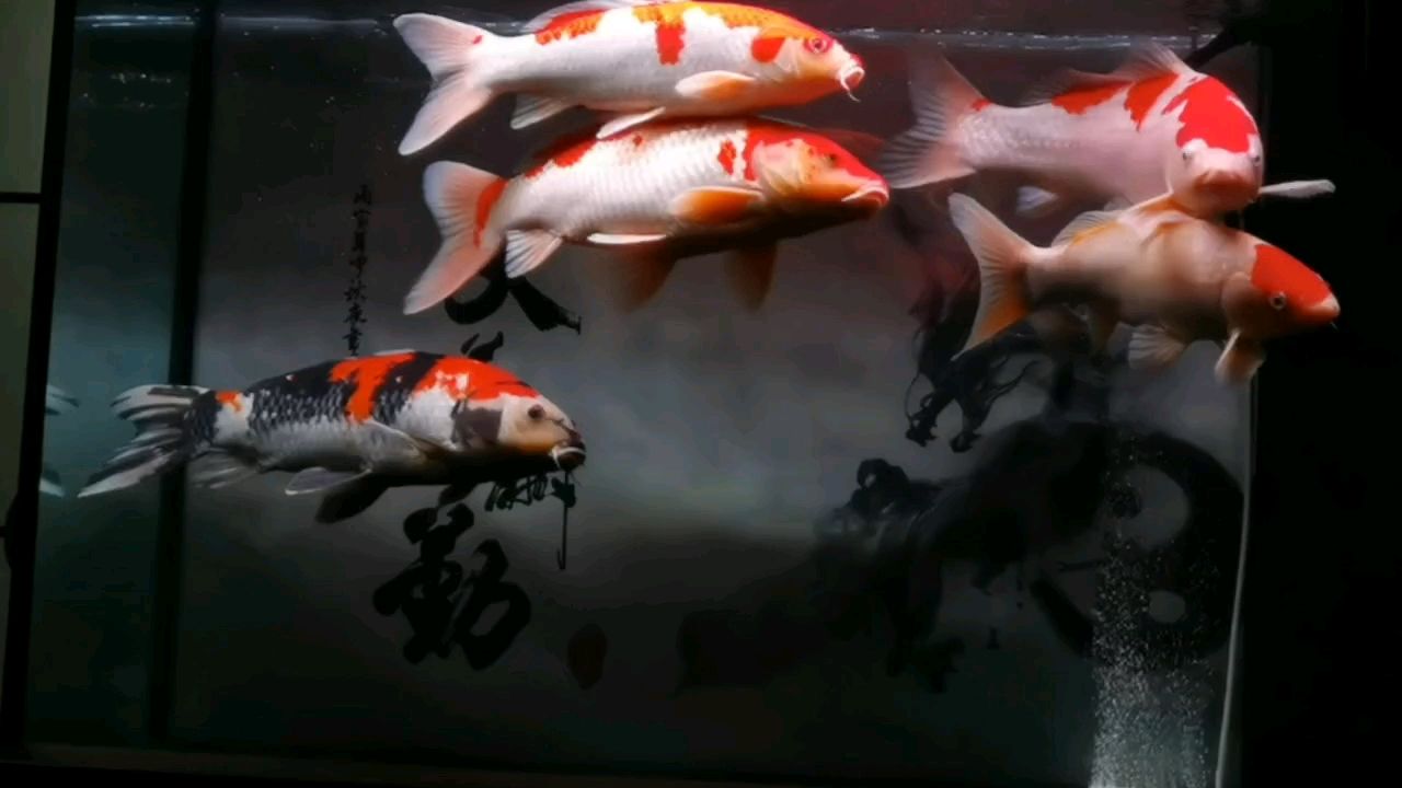 [qiang][qiang][qiang] [qiang][qiang][qiang] 龍魚論壇