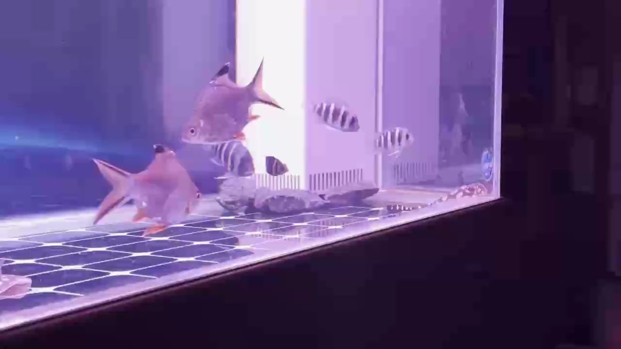 游呀游