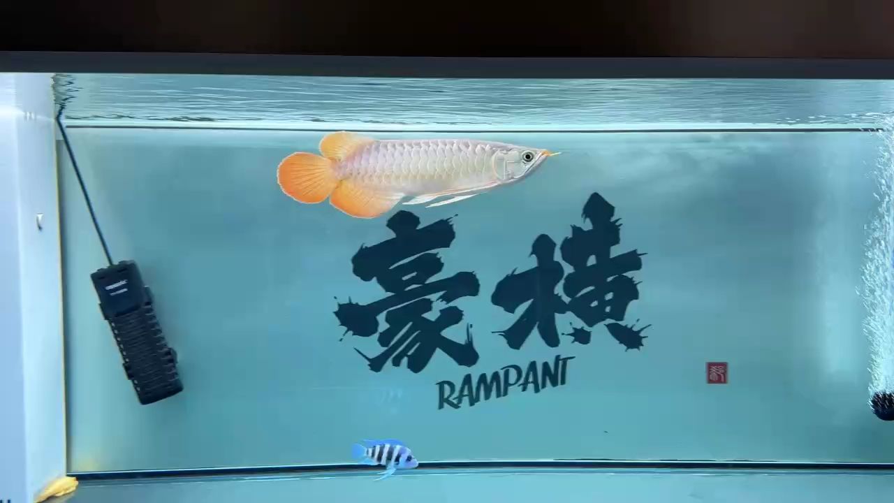 記錄一下我的小魚 記錄一下我的小魚 龍魚論壇 第1張