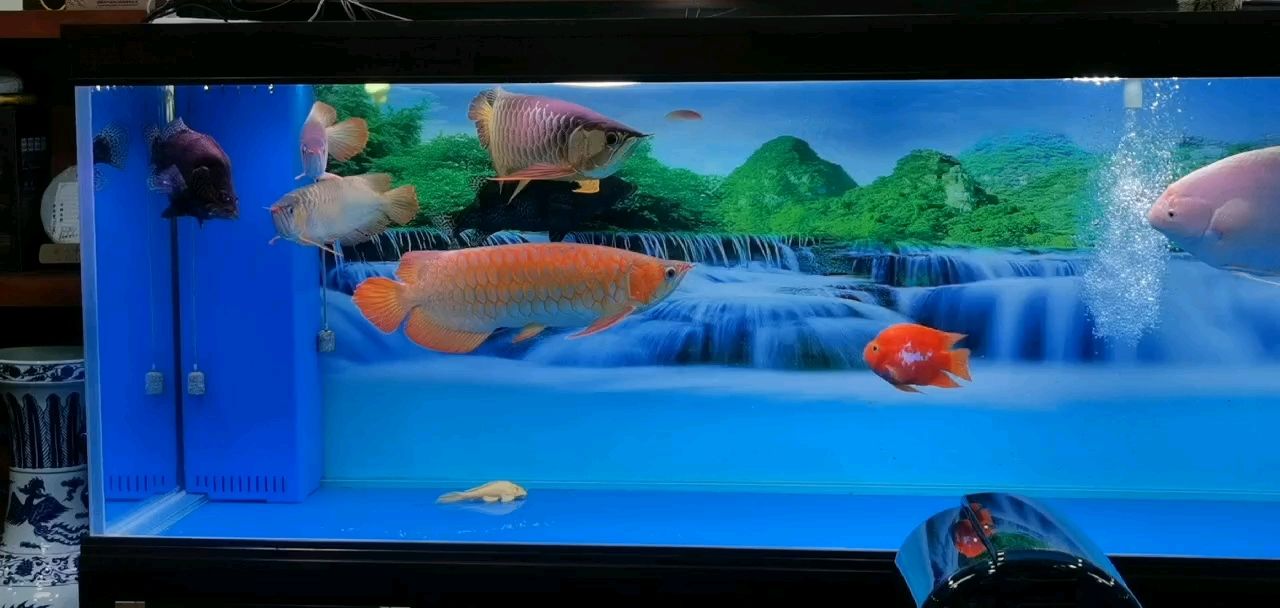 龍魚干蝦有營養嗎 很久沒有露臉了 龍魚論壇 很久沒有露臉了 很久沒有露臉了 龍魚論壇