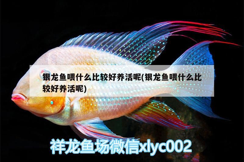 銀龍魚(yú)喂什么比較好養(yǎng)活呢(銀龍魚(yú)喂什么比較好養(yǎng)活呢)