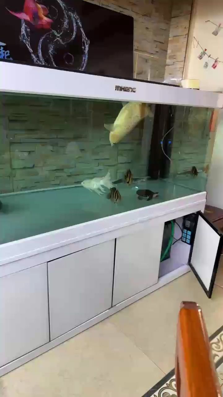 說涼就涼快得很 說涼就涼快得很 龍魚論壇