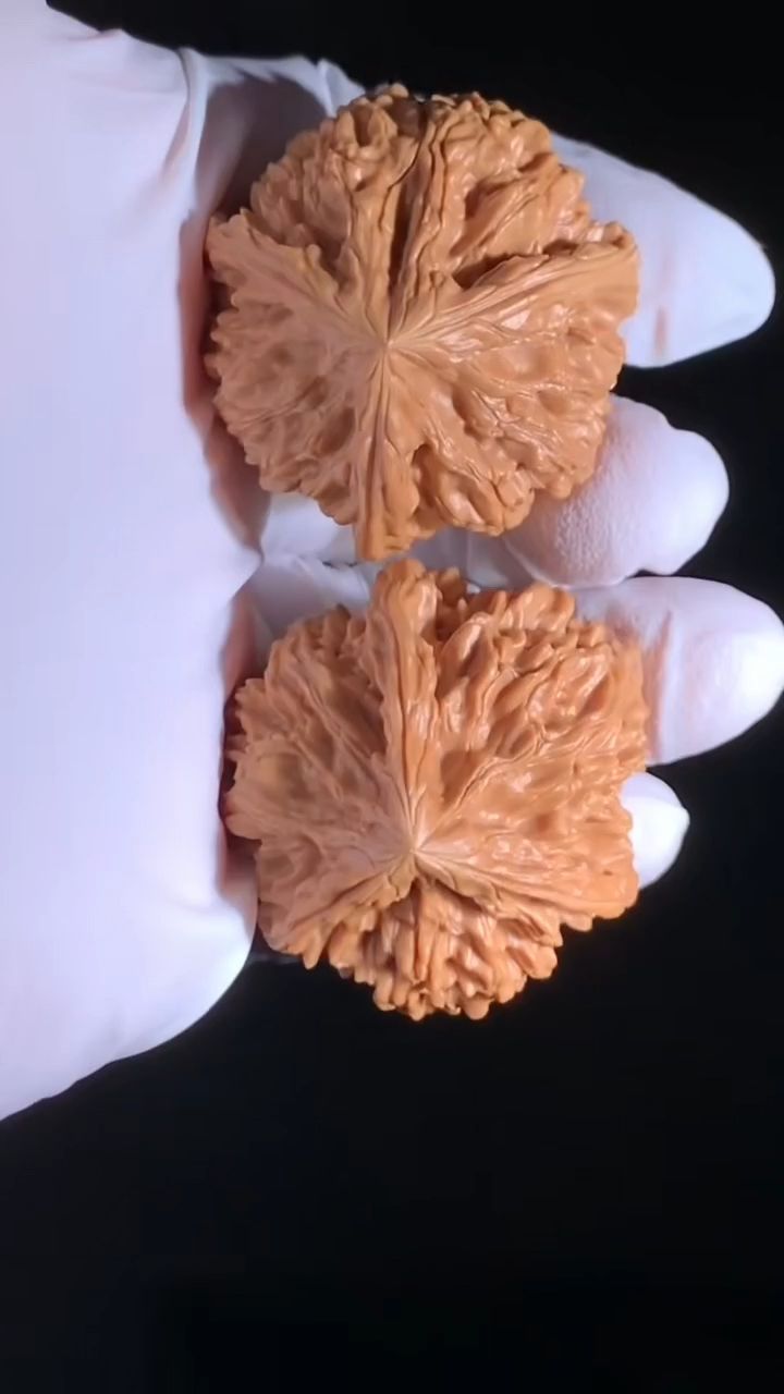御龍粗筋三棱奔馳核桃 御龍粗筋三棱奔馳核桃 龍魚論壇