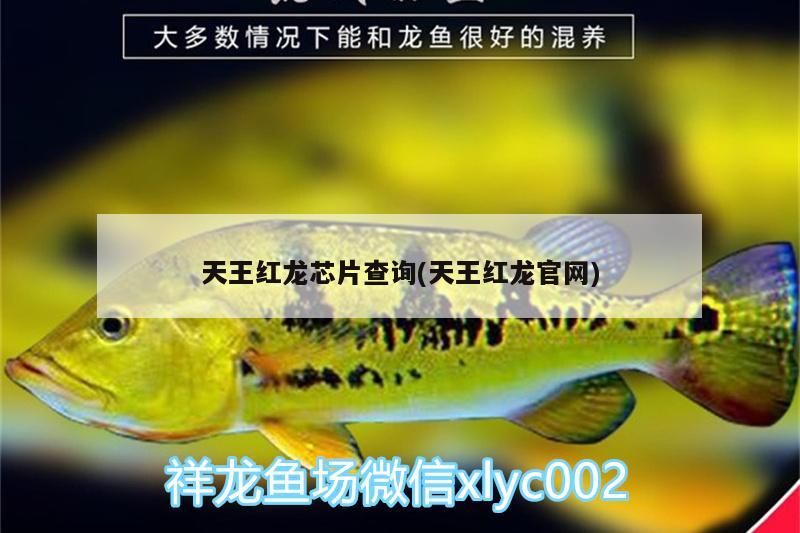 天王紅龍芯片查詢(天王紅龍官網(wǎng))