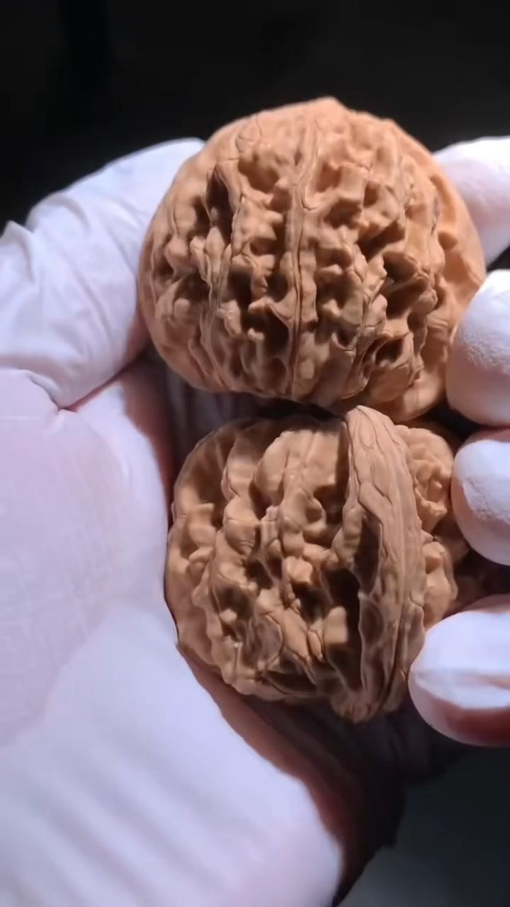 龍脊獅子頭核桃 龍脊獅子頭核桃 龍魚論壇