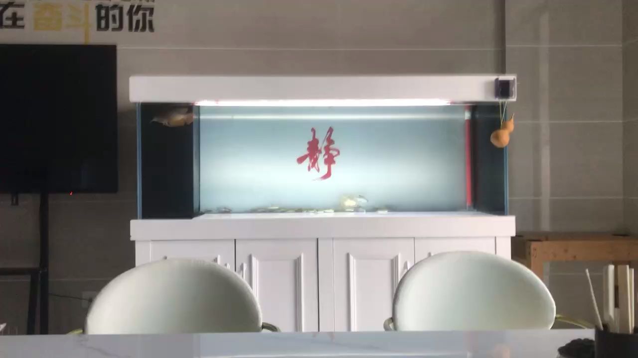 搞點飼料魚 搞點飼料魚 龍魚論壇