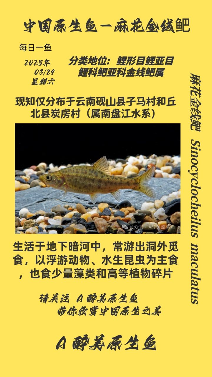 麻花金線(xiàn)鲃