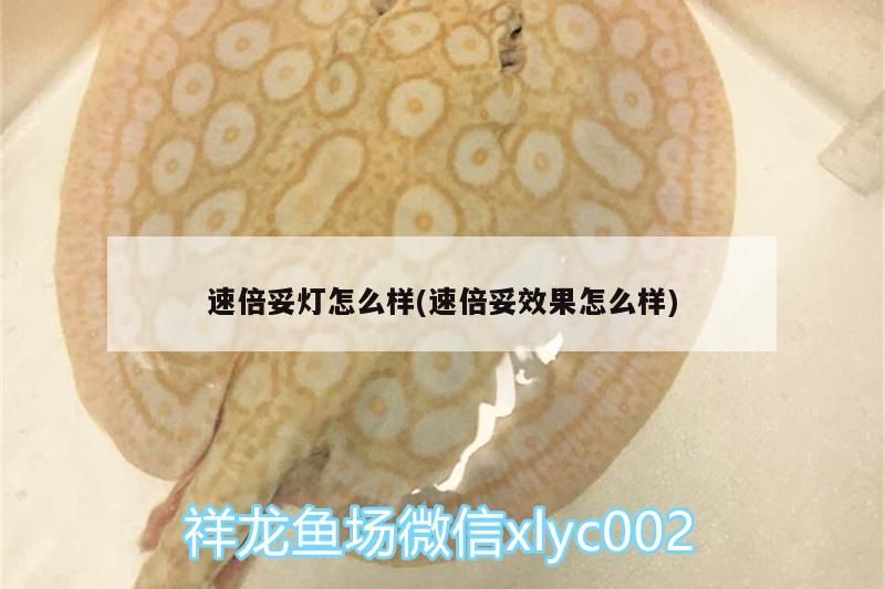 速倍妥燈怎么樣(速倍妥效果怎么樣) 速倍妥燈怎么樣(速倍妥效果怎么樣) 速倍妥