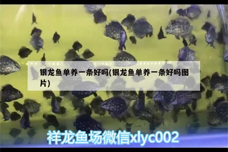 銀龍魚單養(yǎng)一條好嗎(銀龍魚單養(yǎng)一條好嗎圖片)