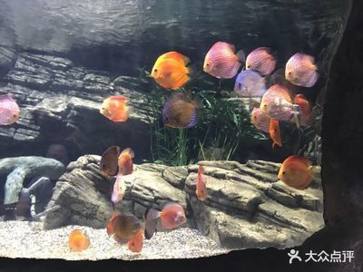 開水族館掙錢嗎現在（開一家水族館是否盈利取決于多種因素）