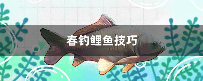 春釣鯉魚技巧