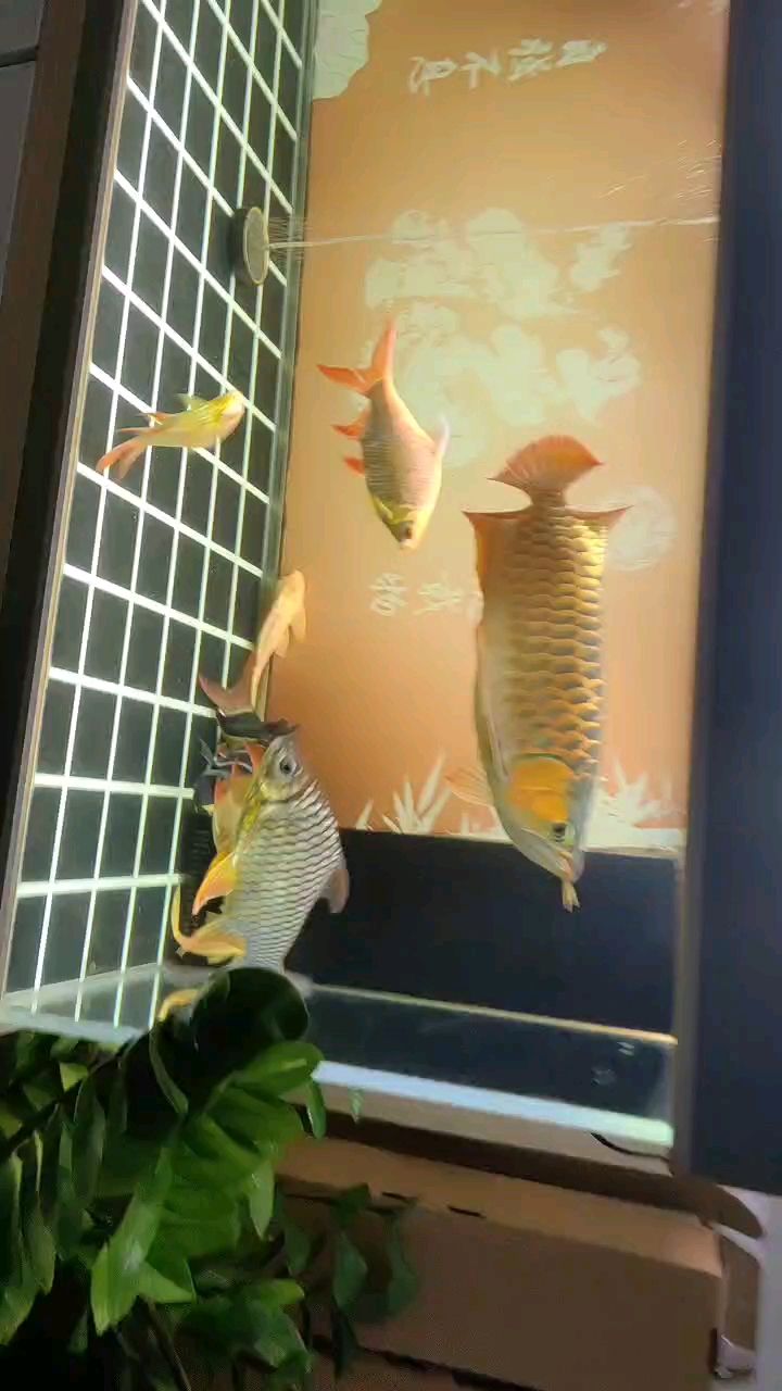 3月28日，出游打卡！ 3月28日，出游打卡！ 龍魚論壇