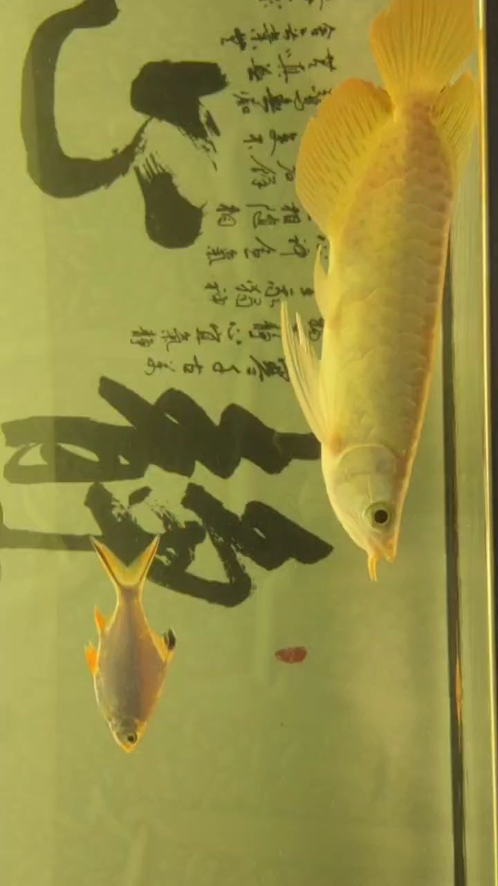 飼料吃的也不賴 飼料吃的也不賴 龍魚論壇