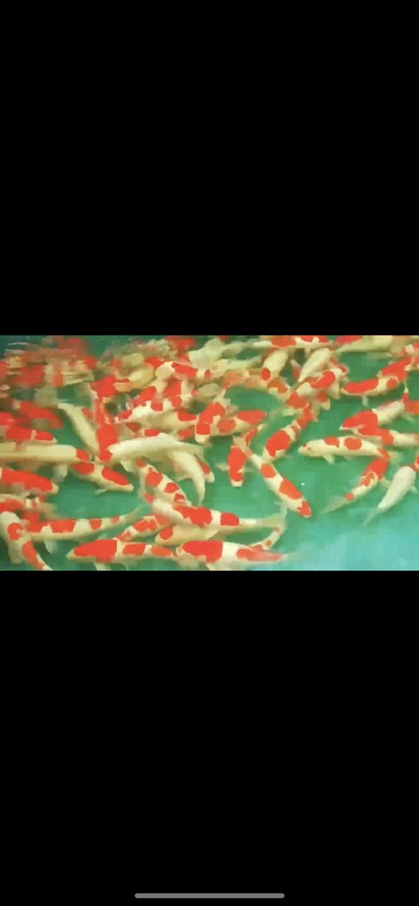 看看有沒有喜歡的想入手的老板們