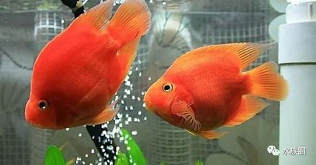 觀賞魚最多能活幾年（觀賞魚的壽命一般能活多久？）