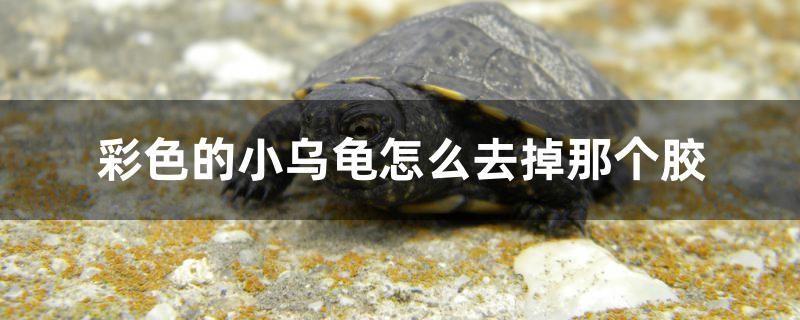 彩色的小烏龜怎么去掉那個膠 元寶鳳凰魚百科 第1張 彩色的小烏龜怎么去掉那個膠 彩色的小烏龜怎么去掉那個膠 元寶鳳凰魚百科 第1張