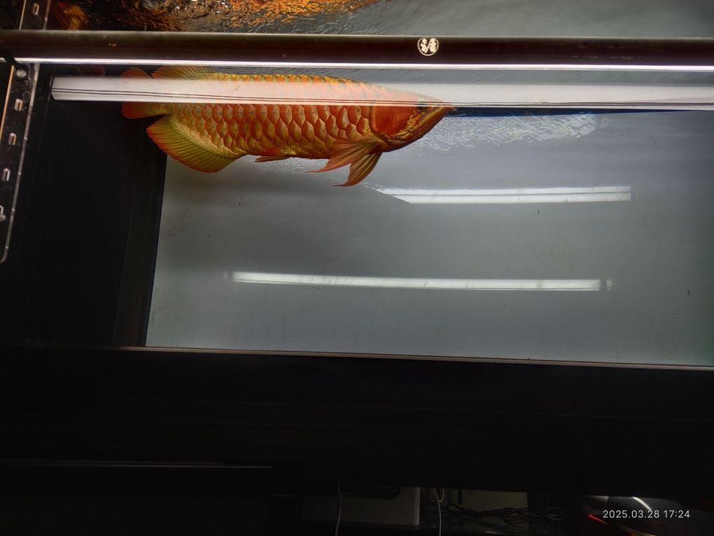 我的虎魚真菌感染了要怎么處理 四歲的紅龍魚上燈看看 龍魚論壇 四歲的紅龍魚上燈看看 四歲的紅龍魚上燈看看 龍魚論壇