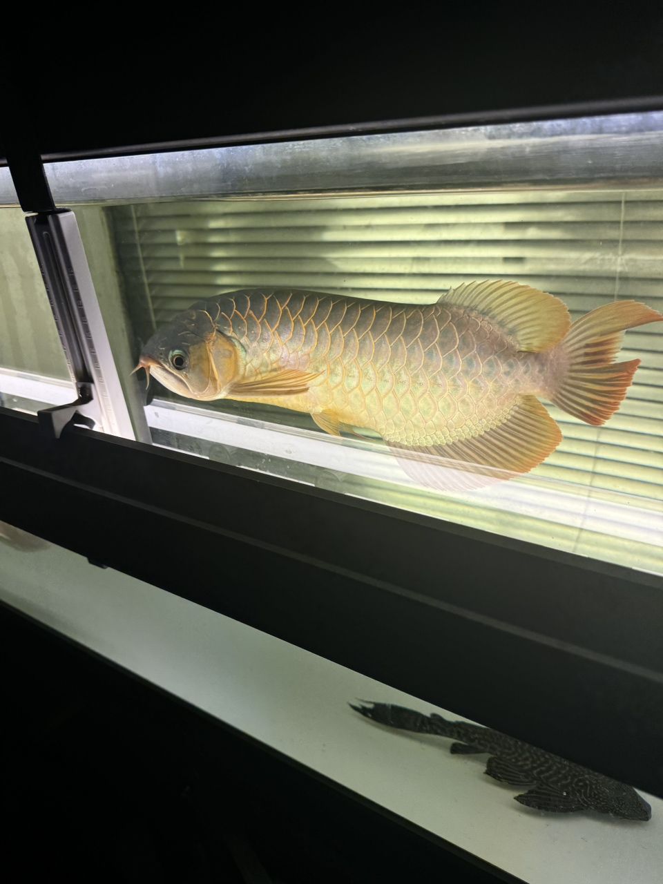 出魚(yú)！綠皮辣椒特價(jià)便宜2499
