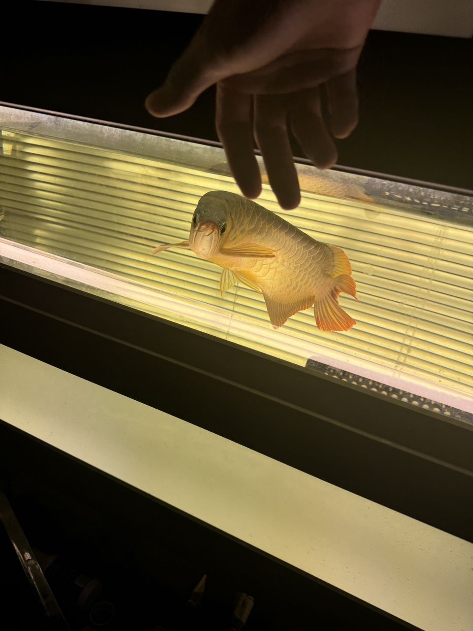 出魚(yú)！綠皮辣椒特價(jià)便宜2499