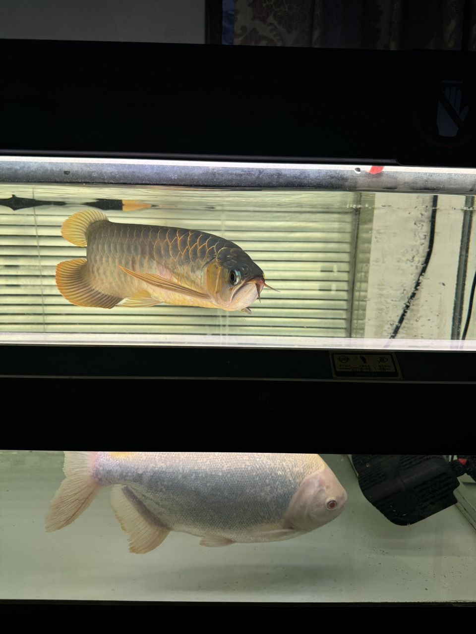 出魚(yú)！綠皮辣椒特價(jià)便宜2499