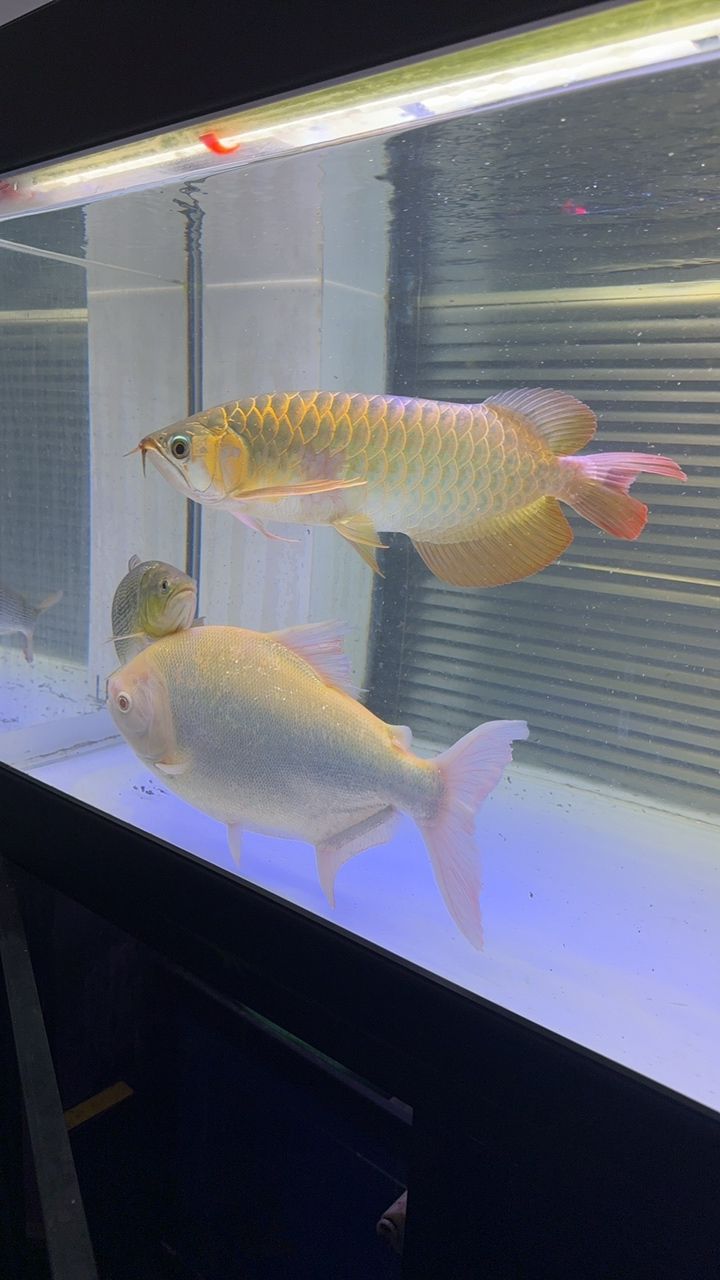 出魚(yú)！綠皮辣椒特價(jià)便宜2499