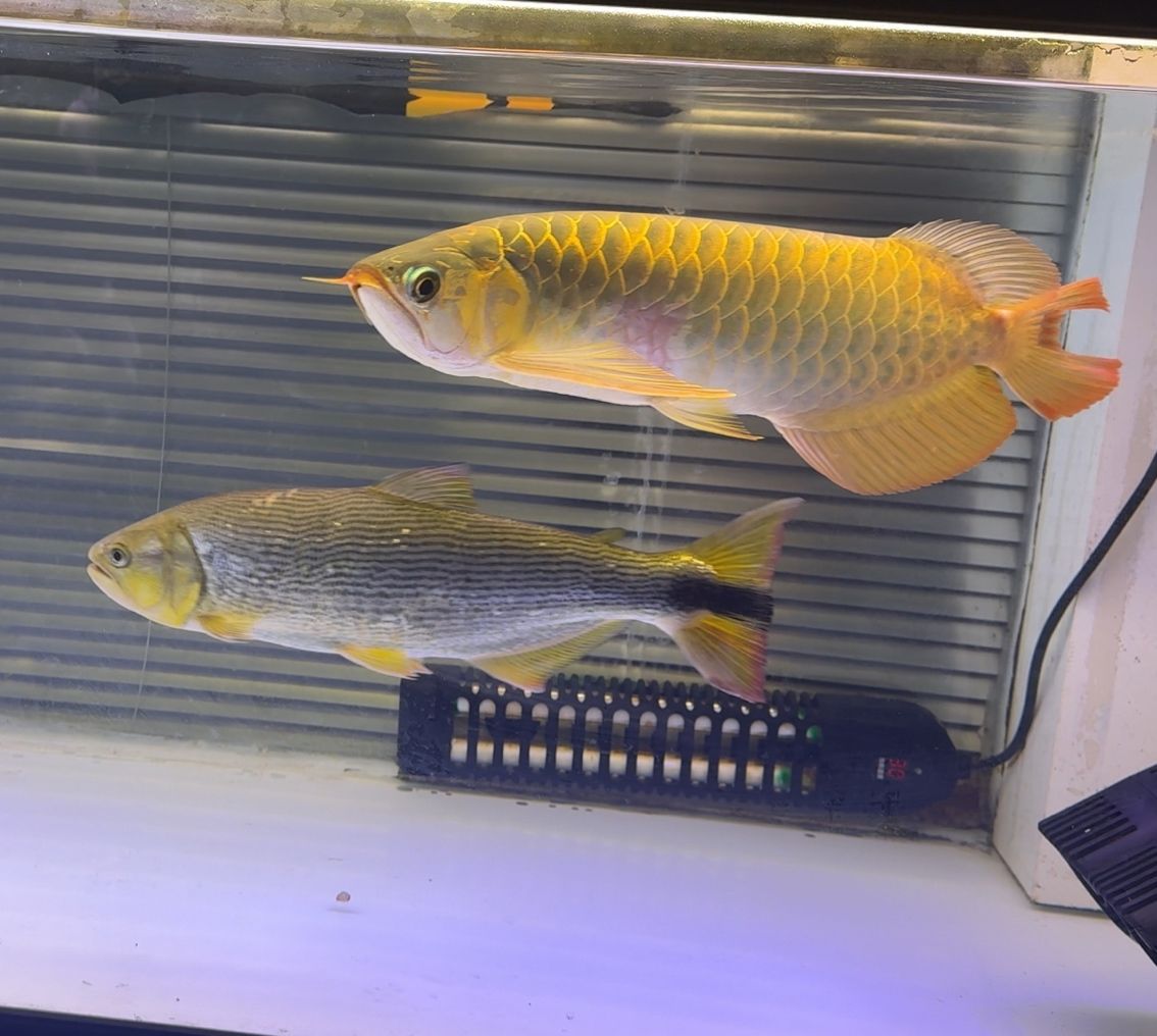 出魚(yú)！綠皮辣椒特價(jià)便宜2499