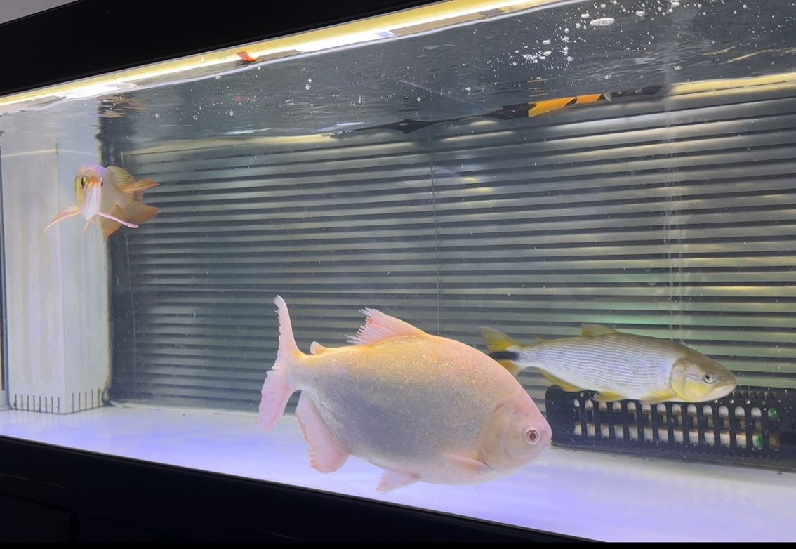 出魚(yú)！綠皮辣椒特價(jià)便宜2499