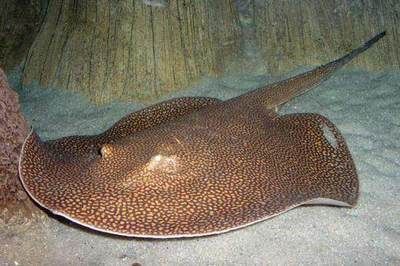 珍珠魟魚與皇冠魟魚有什么區別：珍珠魟魚與皇冠魟魚有什么區別珍珠魟魚與皇冠魟魚有什么區別