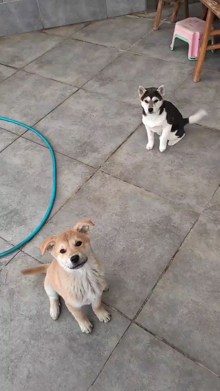 四大神獸開訓