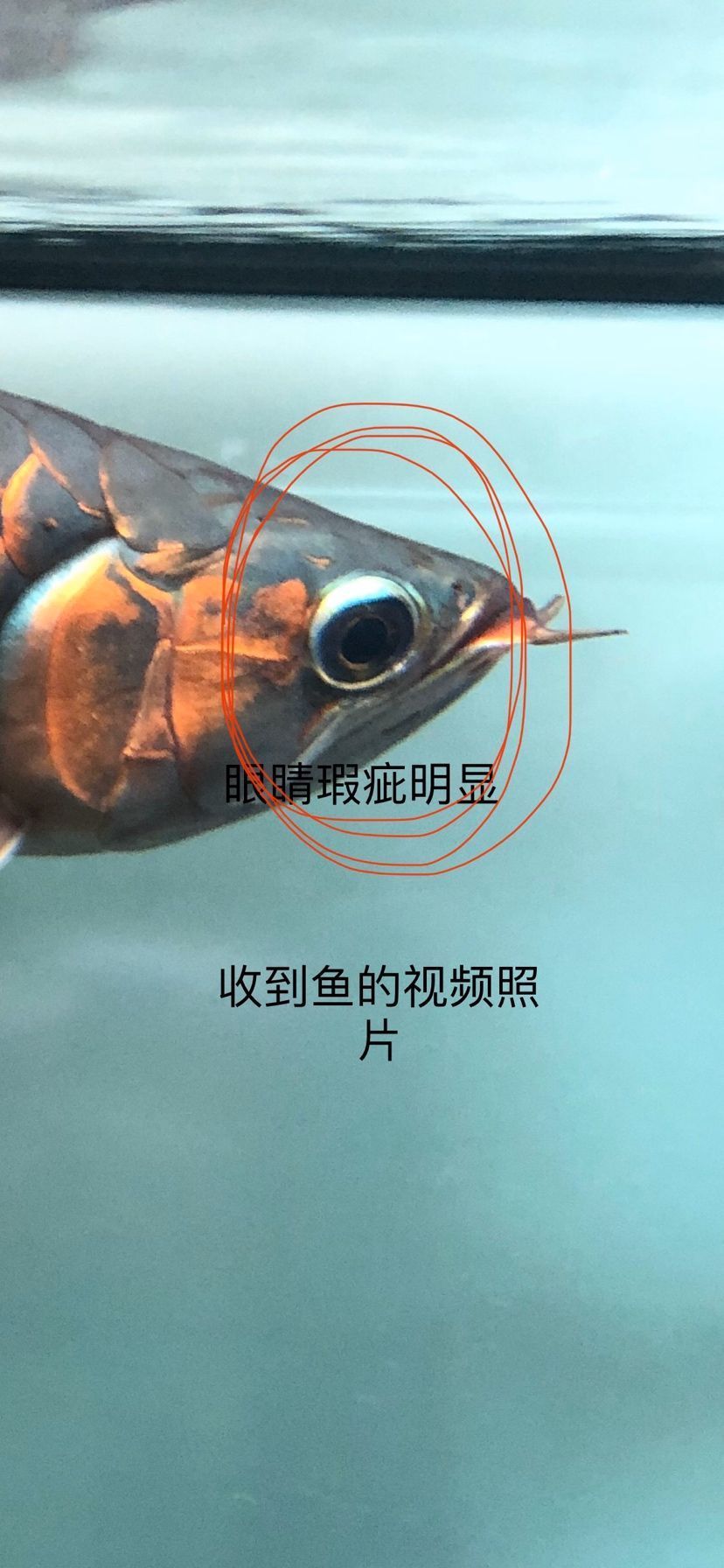 孟吉爾我真的漲知識(shí)了 孟吉爾我真的漲知識(shí)了 廣州孟吉爾 第8張