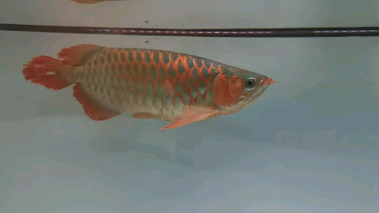 逆襲