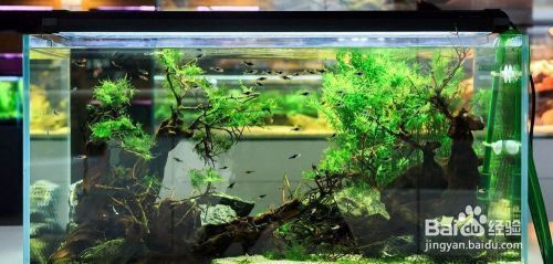 好的魚缸幾年不會漏水怎么辦，如何處理魚缸漏水的應急修補方法魚缸防漏維護的最佳實踐