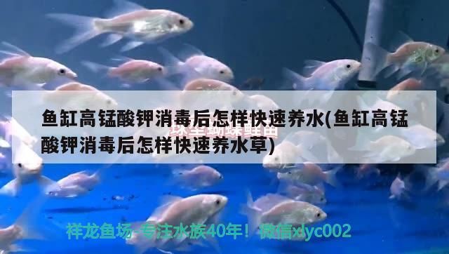 黃金貓魚怎么養殖的：大黃金貓