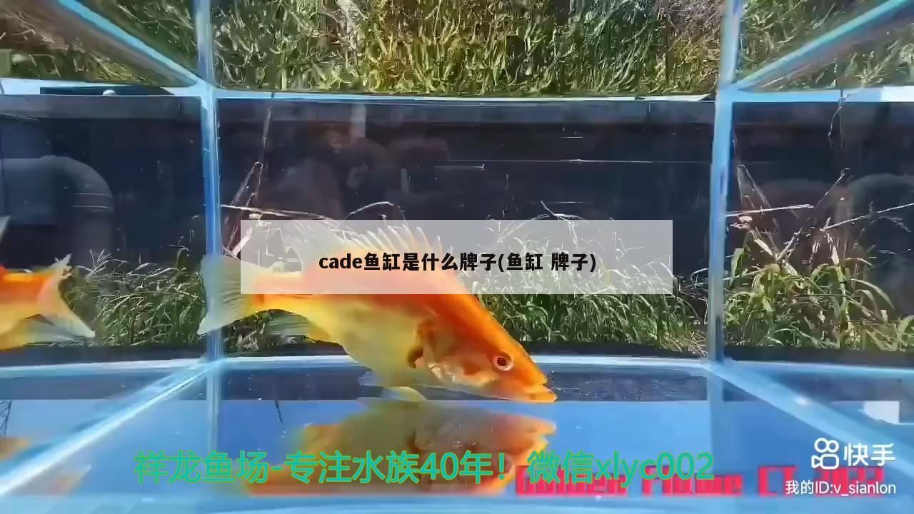 黃金貓魚怎么養殖的：大黃金貓