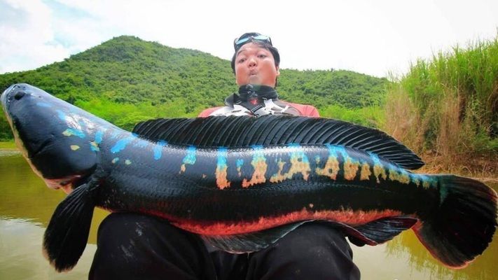怎么治龍魚掉眼屎呢：龍魚掉眼屎的治理之道，還魚兒明亮雙眸