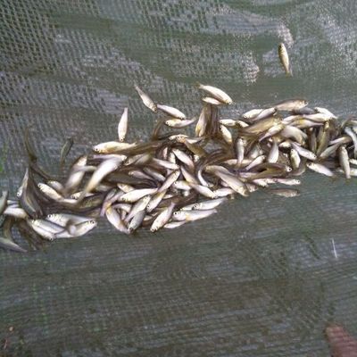 鯉魚苗（關(guān)于鯉魚苗的信息整理如下涵蓋品種、價(jià)格、養(yǎng)殖要點(diǎn)及購買渠道） 鯉魚苗（關(guān)于鯉魚苗的信息整理如下涵蓋品種、價(jià)格、養(yǎng)殖要點(diǎn)及購買渠道） 蝴蝶鯉百科 第2張