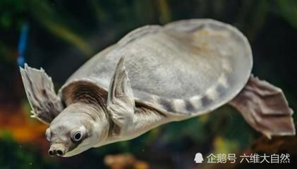 豬鼻龜多大算成年：豬鼻龜多大算成年龜， 豬鼻龜多大算成年：豬鼻龜多大算成年龜， 豬鼻龜百科 第5張