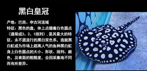 魟魚的種類有哪些：魟魚的種類