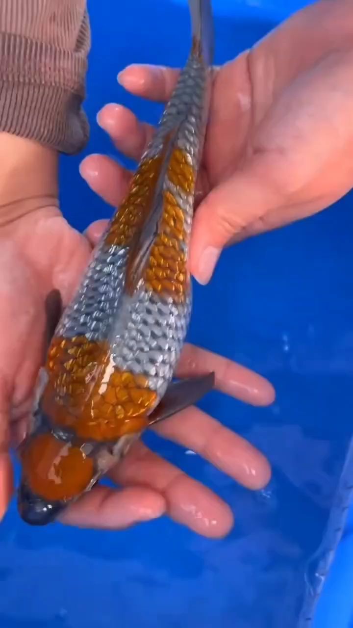 這條怎么樣，交流一下 這條怎么樣，交流一下 龍魚論壇