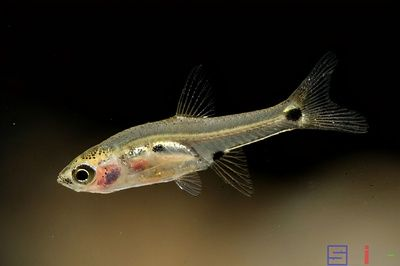 淡水小型觀賞魚（關于淡水小型觀賞魚的一些詳細信息）