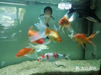 大型白色觀賞魚（關于大型白色觀賞魚的信息） 大型白色觀賞魚（關于大型白色觀賞魚的信息） 愛龍仕 第4張