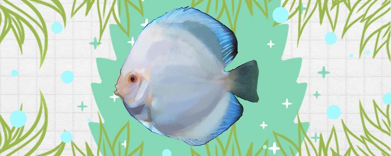 天子藍七彩神仙魚好養嗎怎么養