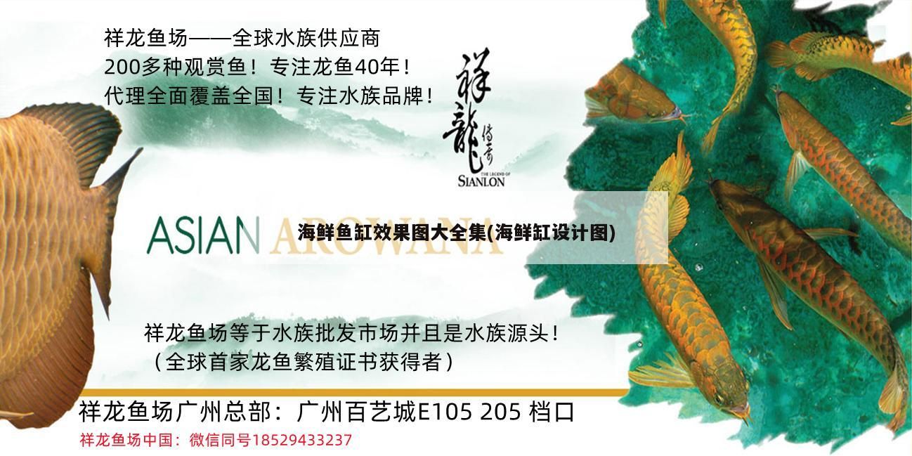 海鮮魚缸效果圖大全集(海鮮缸設計圖)