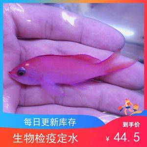 觀賞魚海魚的溫度是多少（關于觀賞魚的溫度控制）