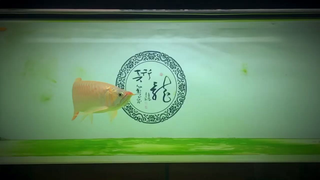 魚缸用增氧泵價格是多少:魚缸增氧機-xtrac增氧機-xtrac增氧機 超市魚缸圖片大全高清( 超市魚缸簡筆畫) 龍魚之家 超市魚缸圖片大全高清( 超市魚缸簡筆畫) 超市魚缸圖片大全高清( 超市魚缸簡筆畫) 龍魚之家