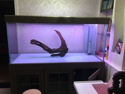 南美缸用吉印燈還是馬印燈：南美缸用吉印燈還是馬印燈，