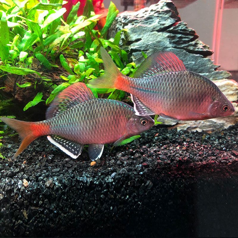 觀賞魚聚寶盆（“觀賞魚聚寶盆”是一個能夠帶來財富的聚寶盆一樣） 觀賞魚聚寶盆（“觀賞魚聚寶盆”是一個能夠帶來財富的聚寶盆一樣） 則道紅龍 第4張