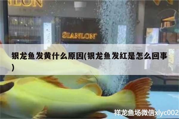 銀龍魚發黃什么原因(銀龍魚發紅是怎么回事)