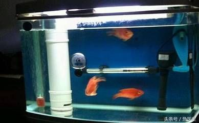 非洲魚觀賞魚（非洲觀賞魚的起源與分布） 非洲魚觀賞魚（非洲觀賞魚的起源與分布） 新加坡三巴旺 第4張